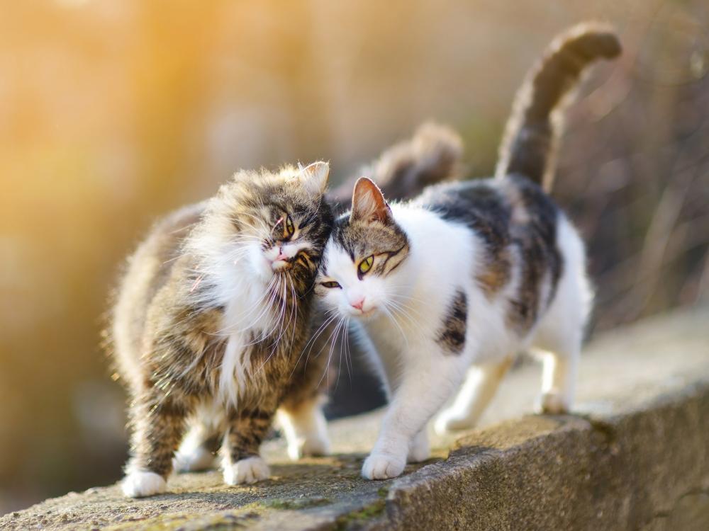 katzen reiben ihre köpfe aneinander