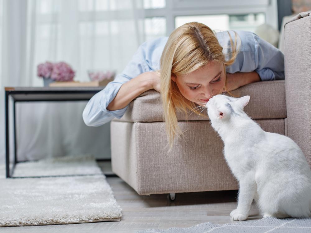 Katzen Besser Verstehen Lernen - Katzensprache Und Körperhaltung ...