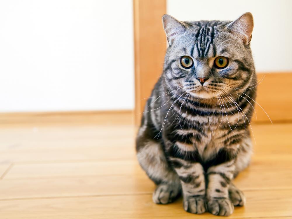 Unsauberkeit der Katze – mögliche Ursachen und Lösungsansätze