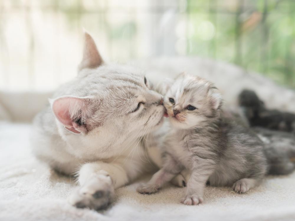 die katzenmutter umsorgt ihr kitten