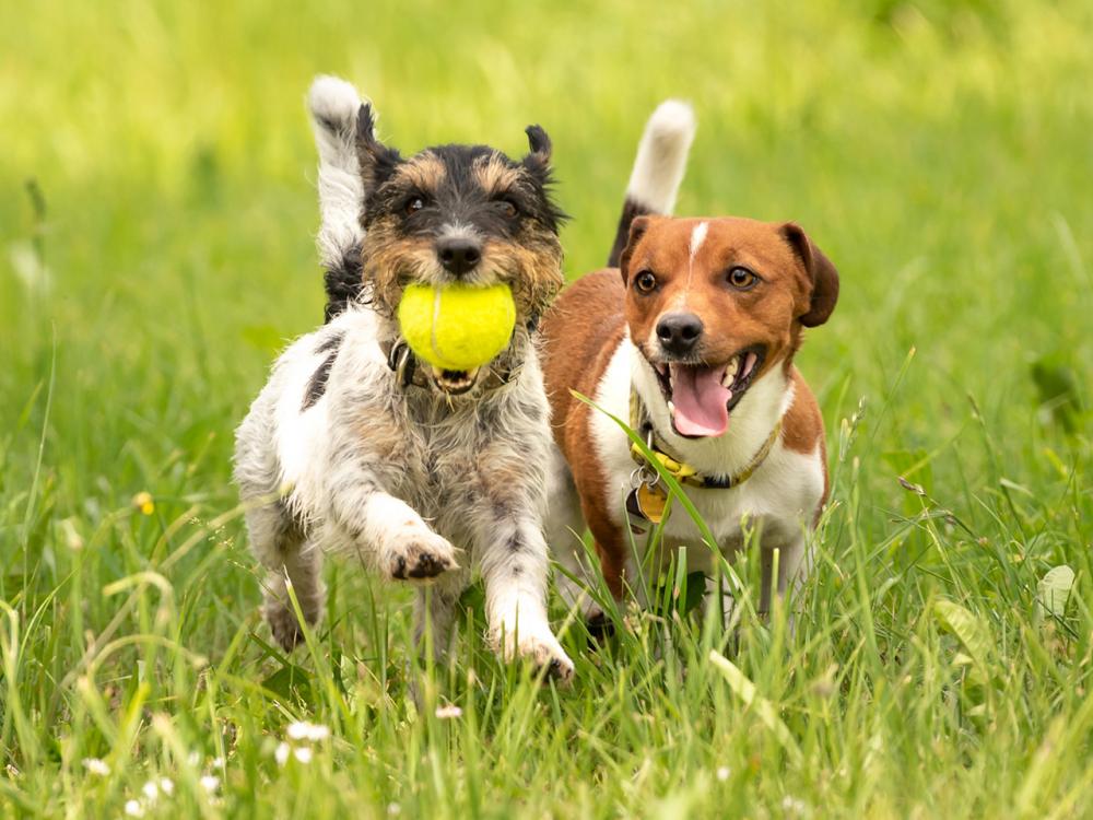 mit der richtigen Ernährung den Hund fit halten