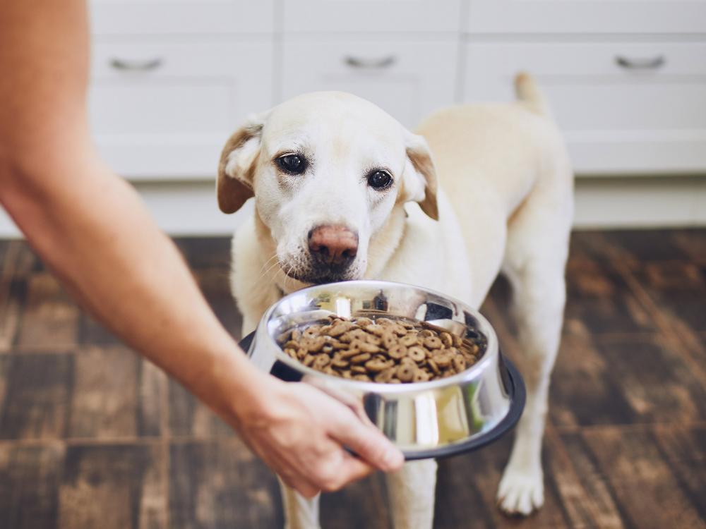 Fertigfutter für Hunde - wie gut ist es?