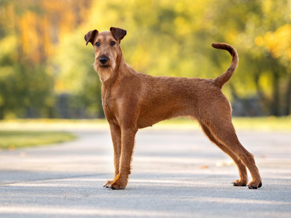 Hunderasse Irish Terrier Rasseportrait