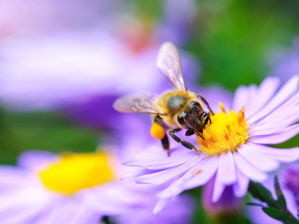 Garten anlegen für Wildbienen