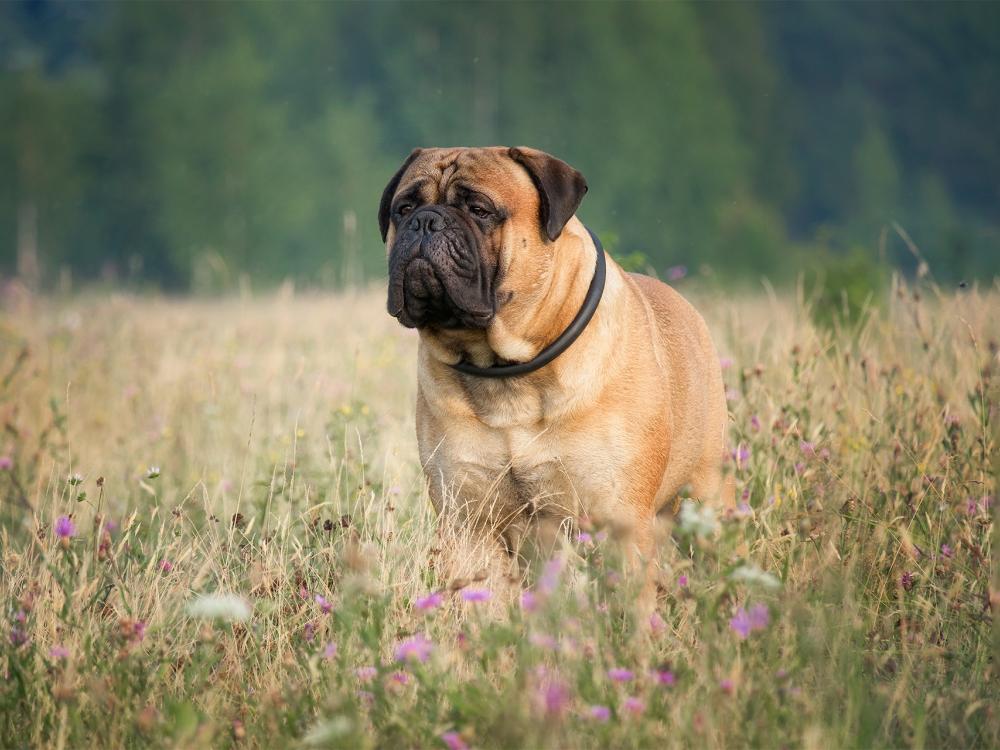 Rasseportrait Bullmastiff