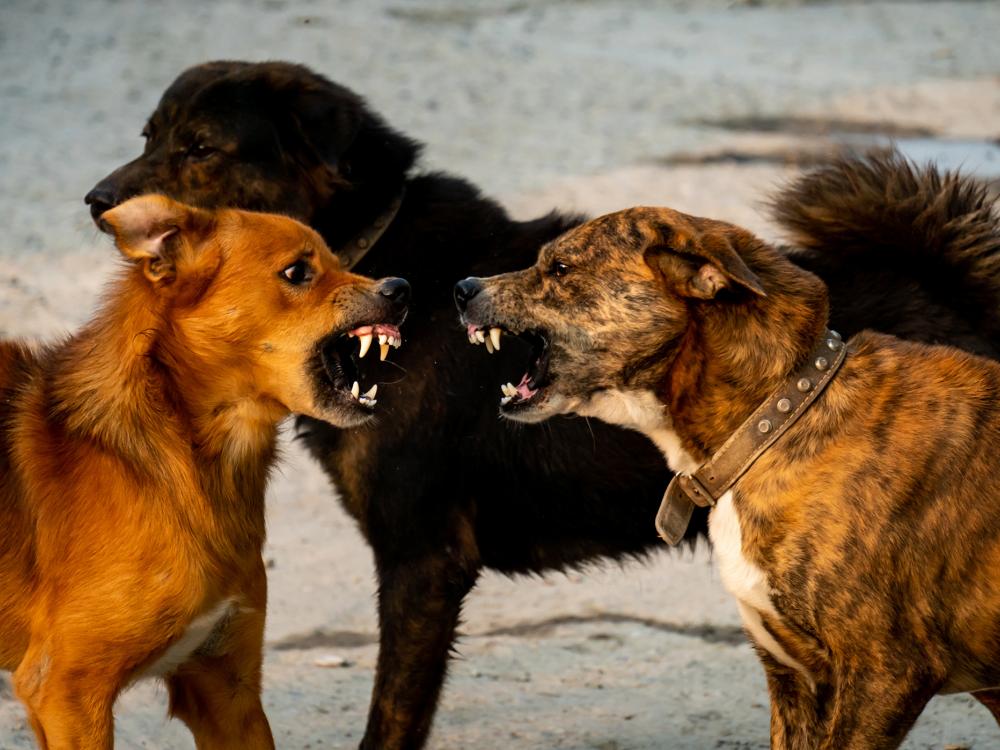 hunde streiten - bissverletzungen