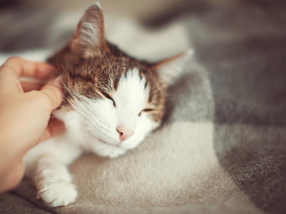 katzen lieben es gestreichelt zu werden