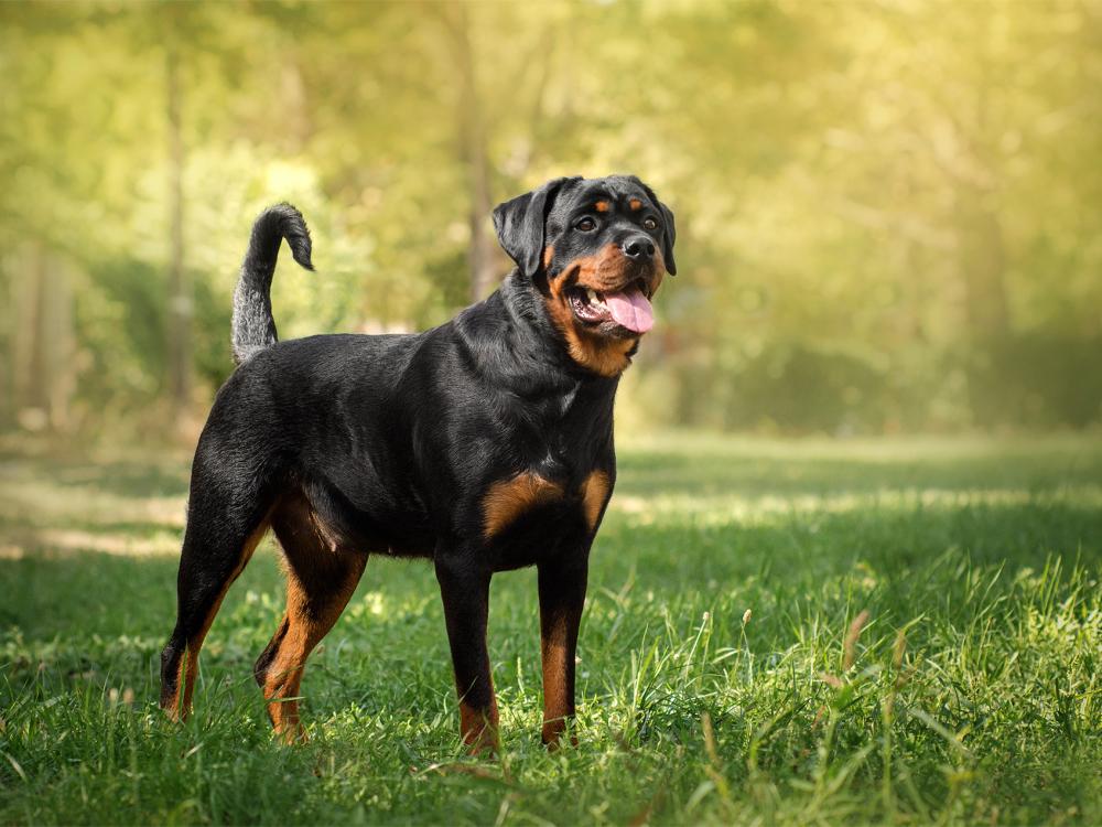 Rottweiler Rasseportrait