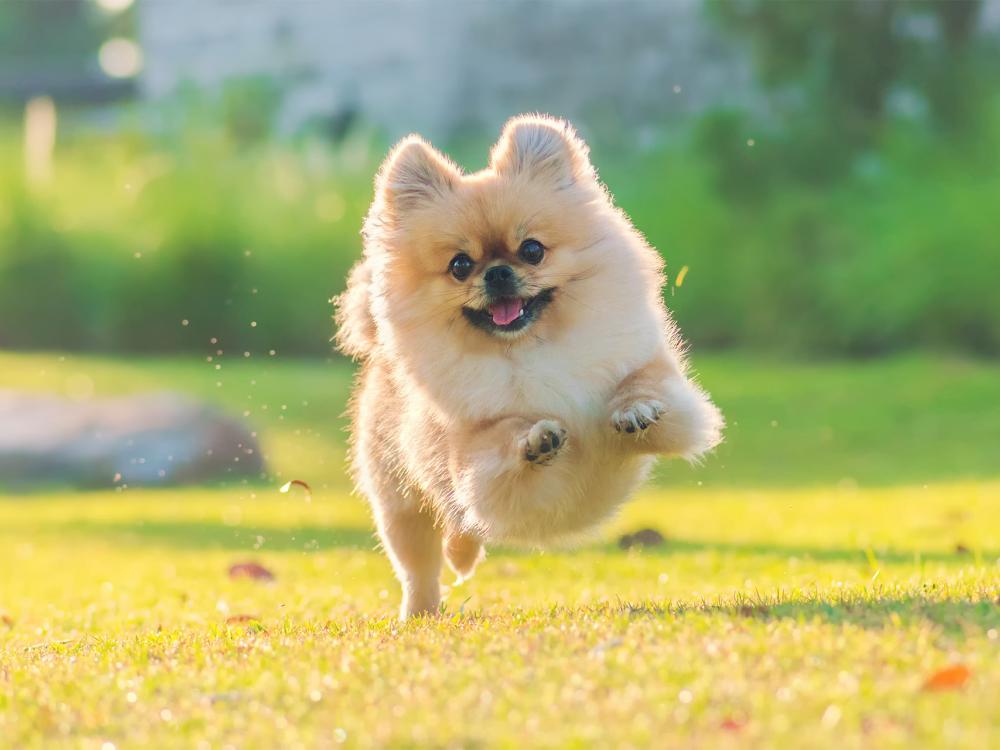 rasseportrait zwergspitz