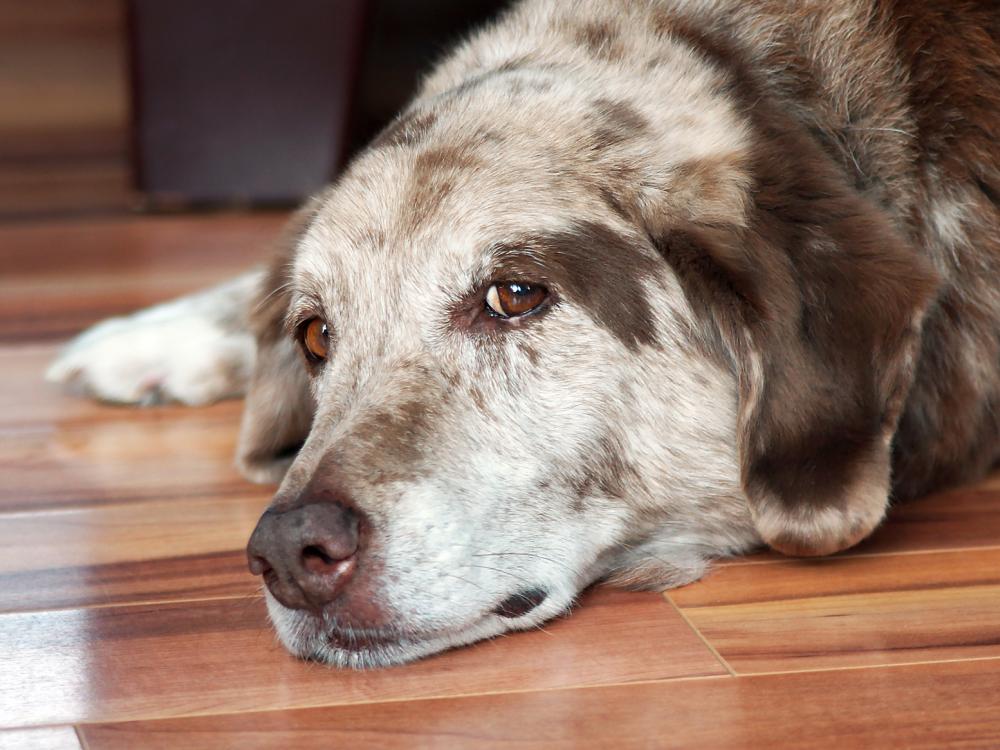 demenz bei älteren hunden ist eine ernstzunehmende krankheit