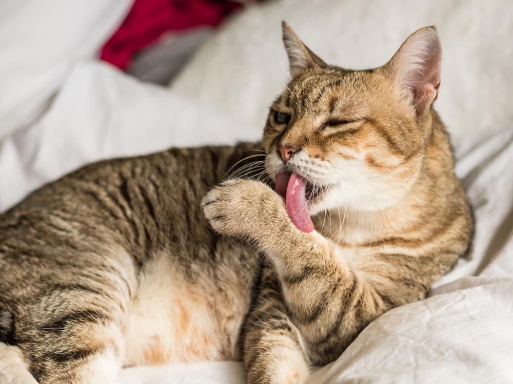 katzen verbringen viel Zeit mit der Fellpflege