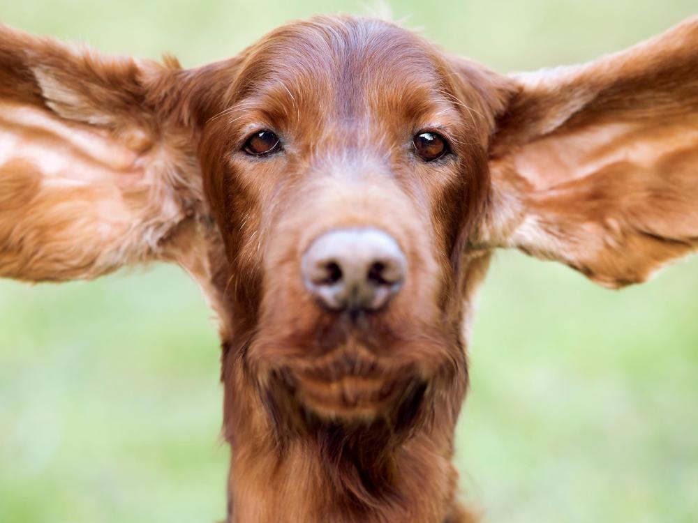 ohrenentzündungen bei hunden