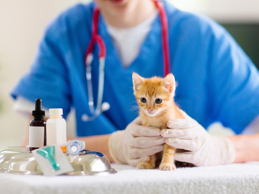 welche impfungen benötigen katzen