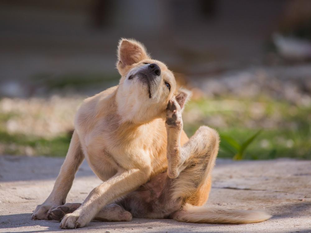 flohbefall bei hunden - wenn es juckt und kratzt