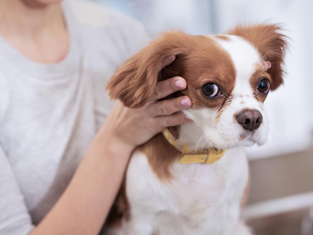 augenerkrankungen bei hunden erkennen