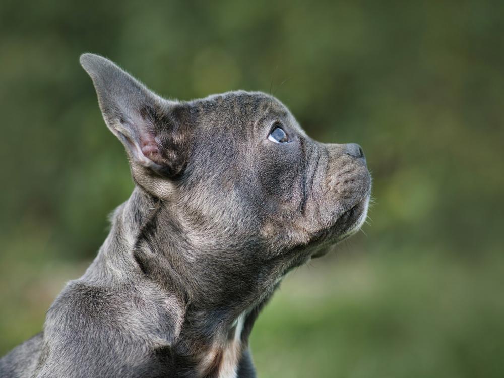 französische bulldogge in trendfarbe blau silber