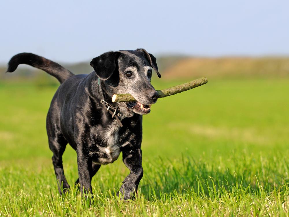 arthrose schmerzen bei hunden vermeiden