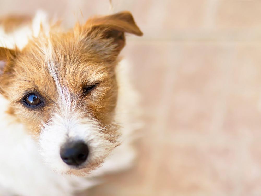 Was Sie über die Psyche von Hunden wissen sollten