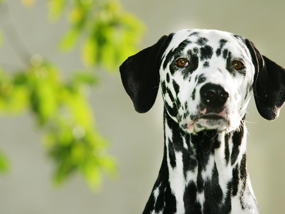 nierensteine bei hunden erkennen und behandeln