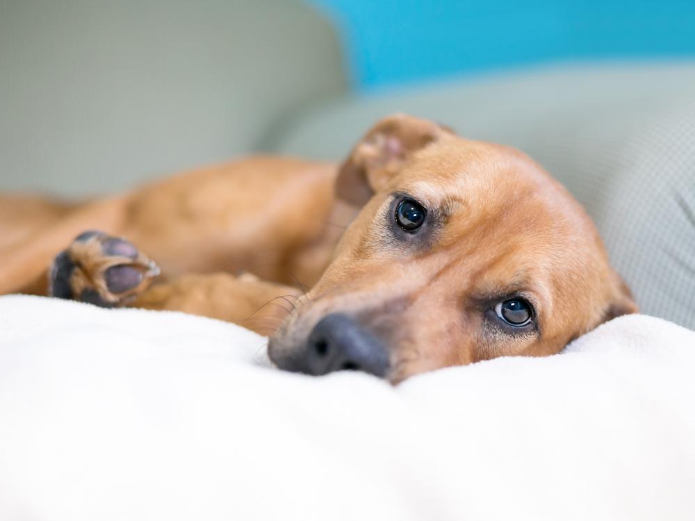 Tiere, die an einer Entzündung der Nierenkörperchen leiden, können abgeschlagen wirken