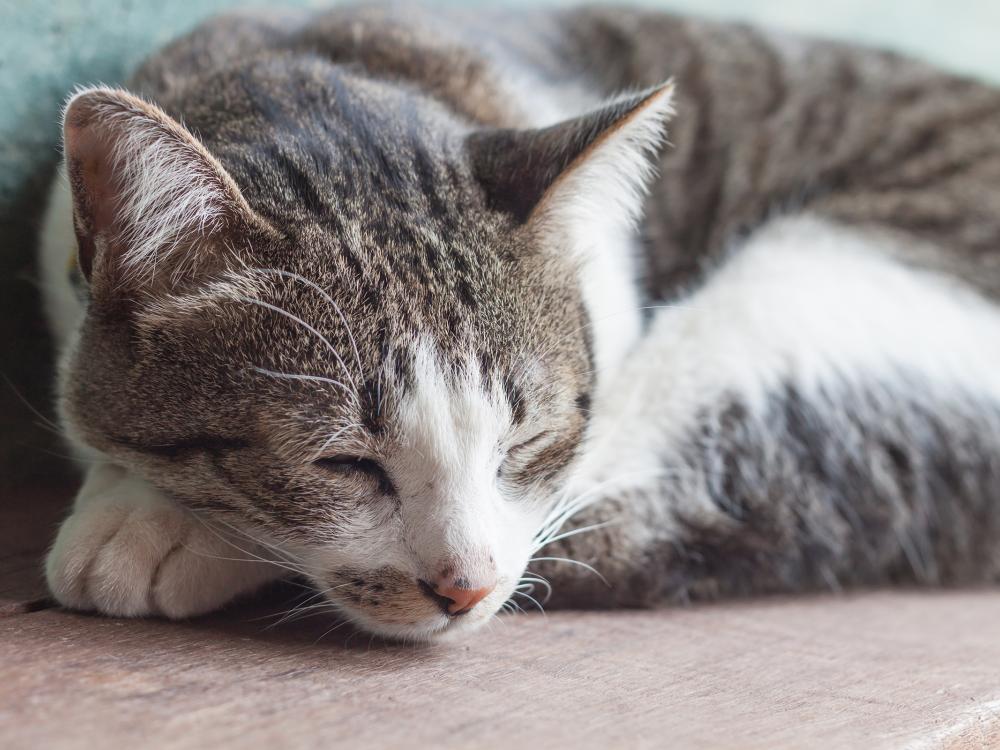 von der chronischen Nierenerkrankung (CNE) sind rund ein bis drei Prozent aller Katzen betroffen