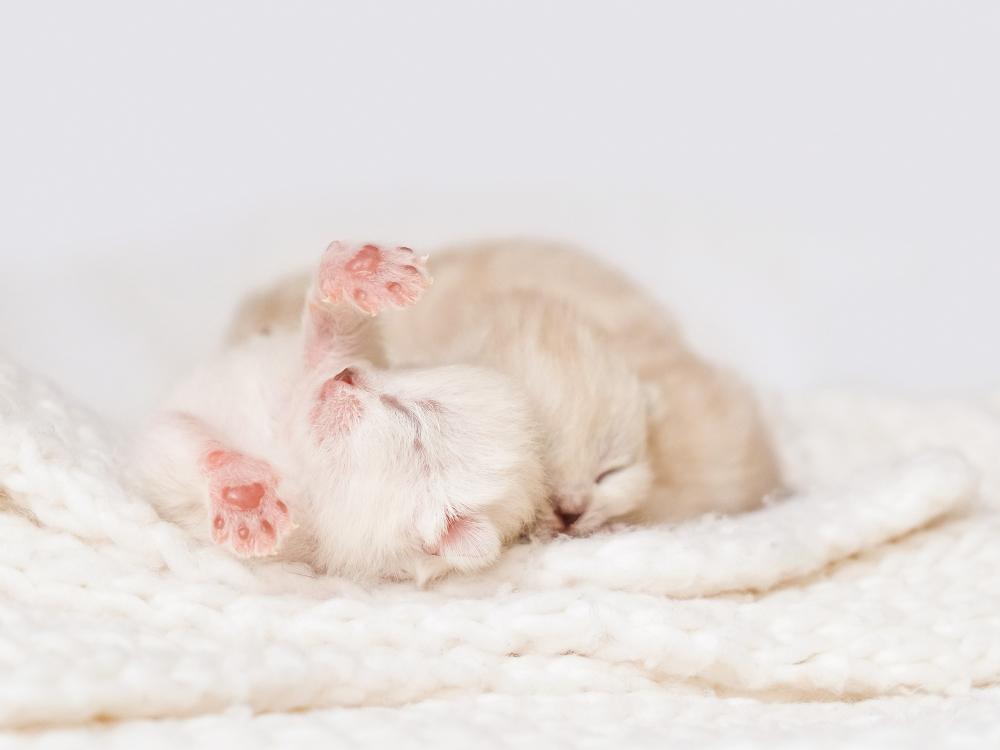 aufzucht von mutterlosen kätzchen