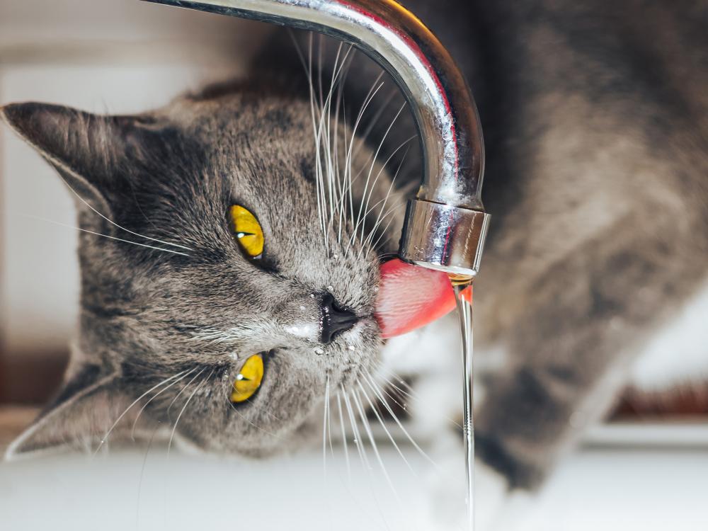 wieviel muss meine katze trinken