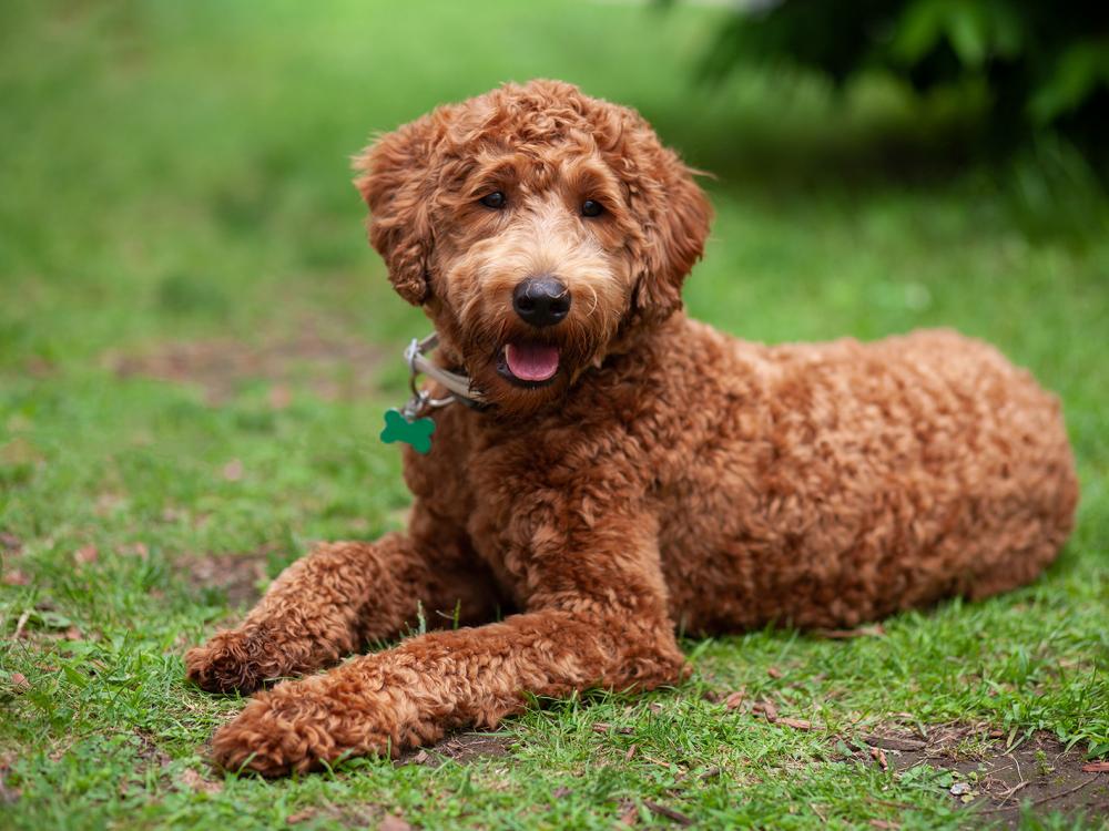 labradoodle