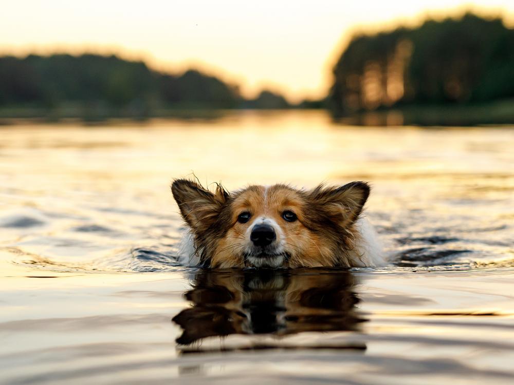 schwimmen ist für hunde gesund