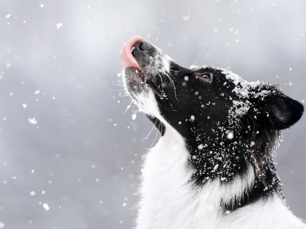 so kommt ihr hund gesund durch den winter