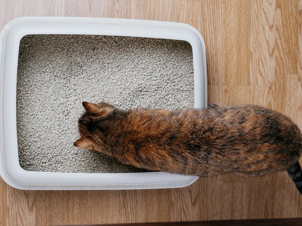 katzentoilette die der katze gefällt