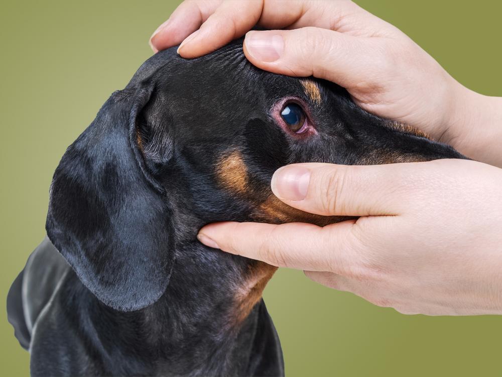 Bindehautentzündung bei hund erkennen und behandeln