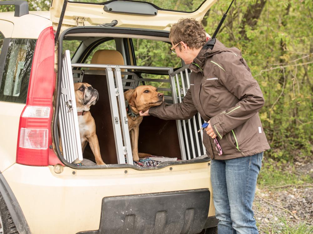 hundeboxen für autos was beachten