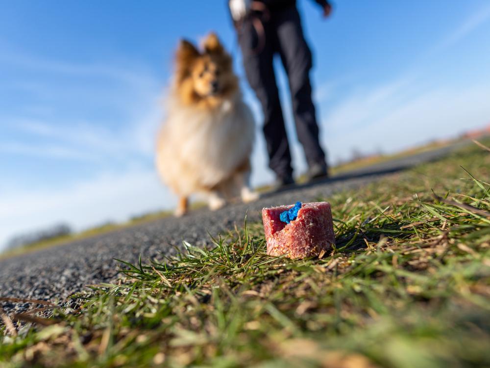 giftköderschutz für hunde