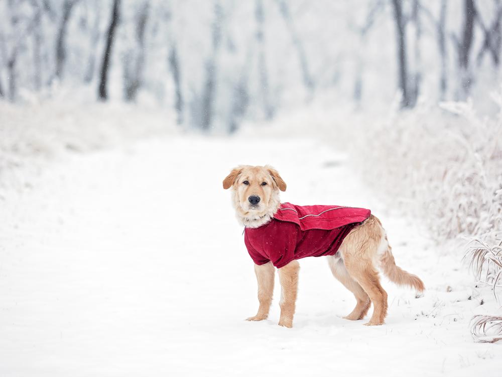 So schützen Sie ihren Hund vor Kälte, Nässe und Eis