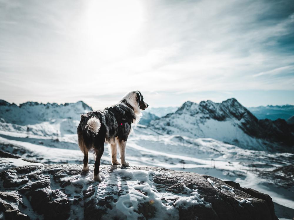 Tipps für das Wandern mit Hund