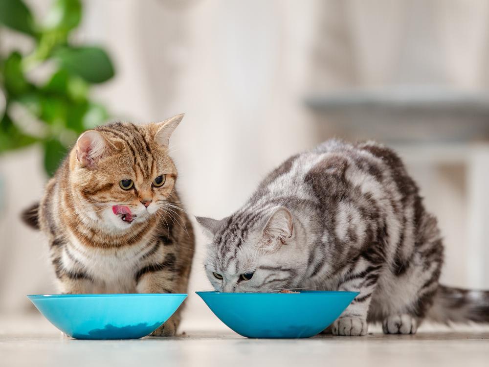 Welches Katzenfutter für meine Katze?