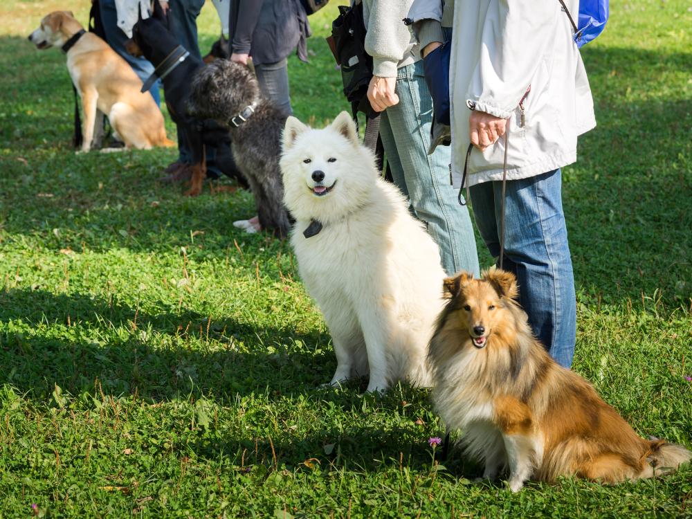 obligatorische hundekurse in der schweiz