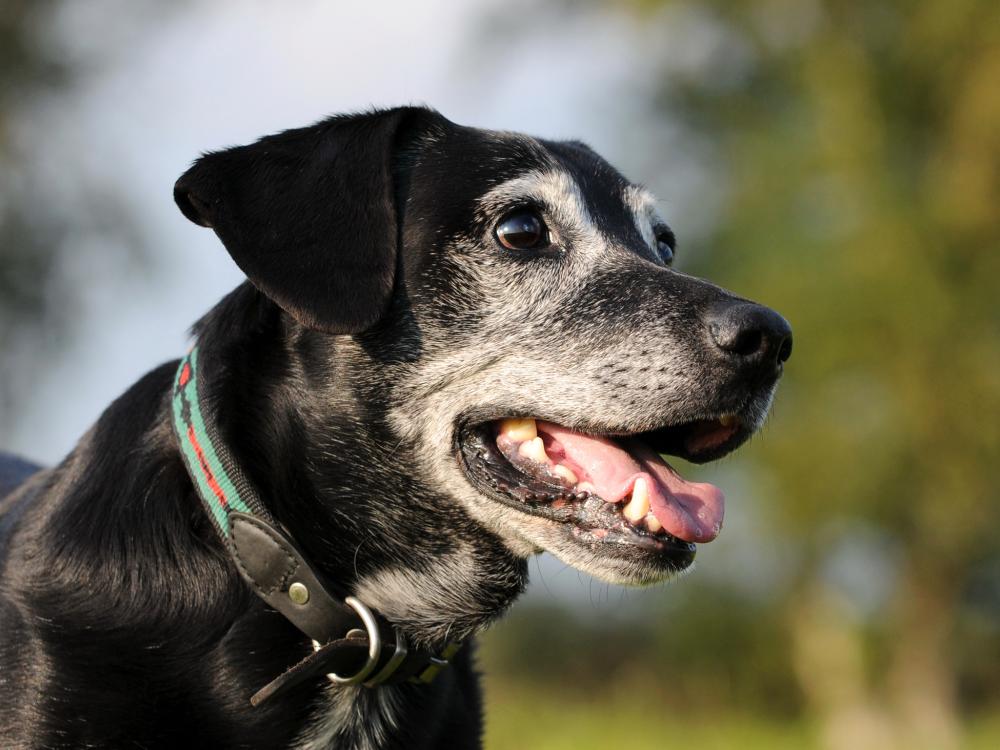 senior-hund