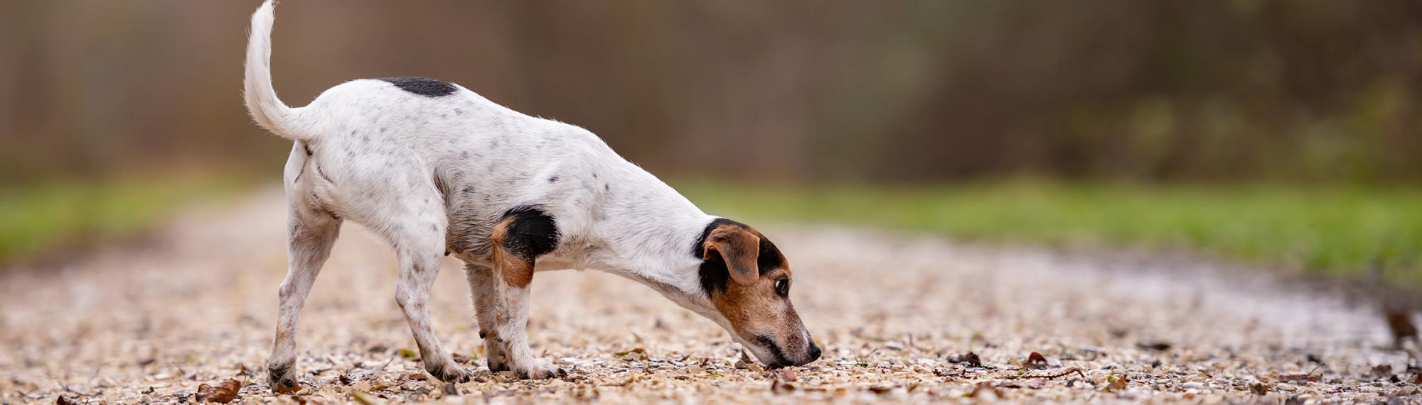 Alles über Die Entwicklung Und Das Verhalten Von Hunden | Petfinder ...