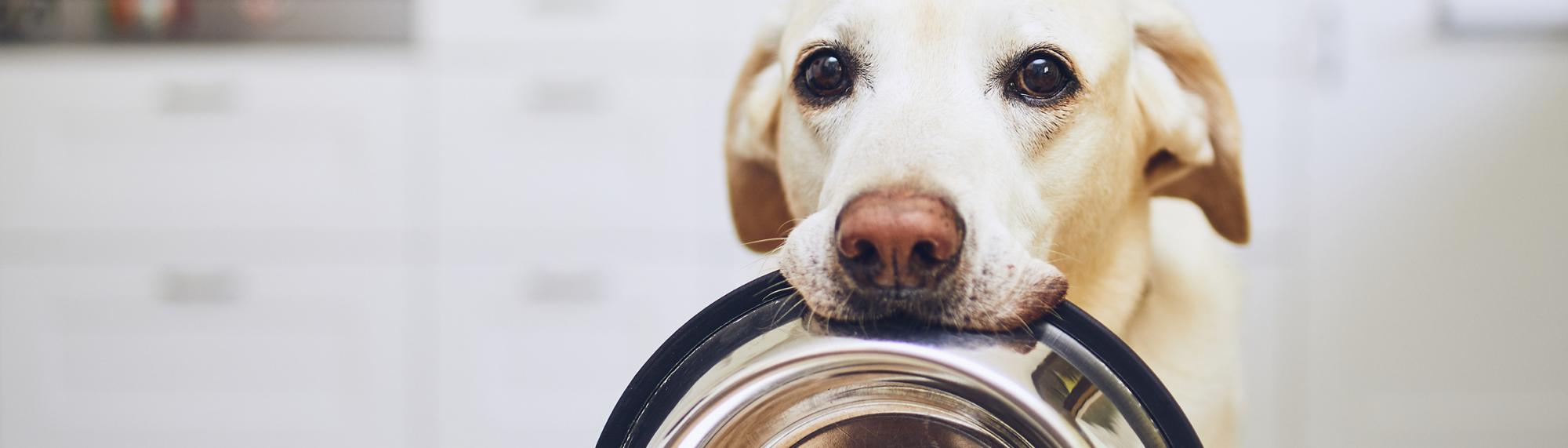 Informationen und Tipps zur richtigen Ernährung von Hunden