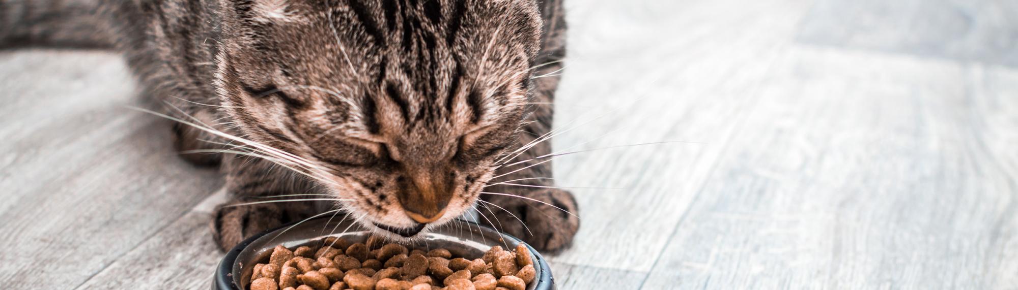infirmationen und tipps zur ernährung von katzen