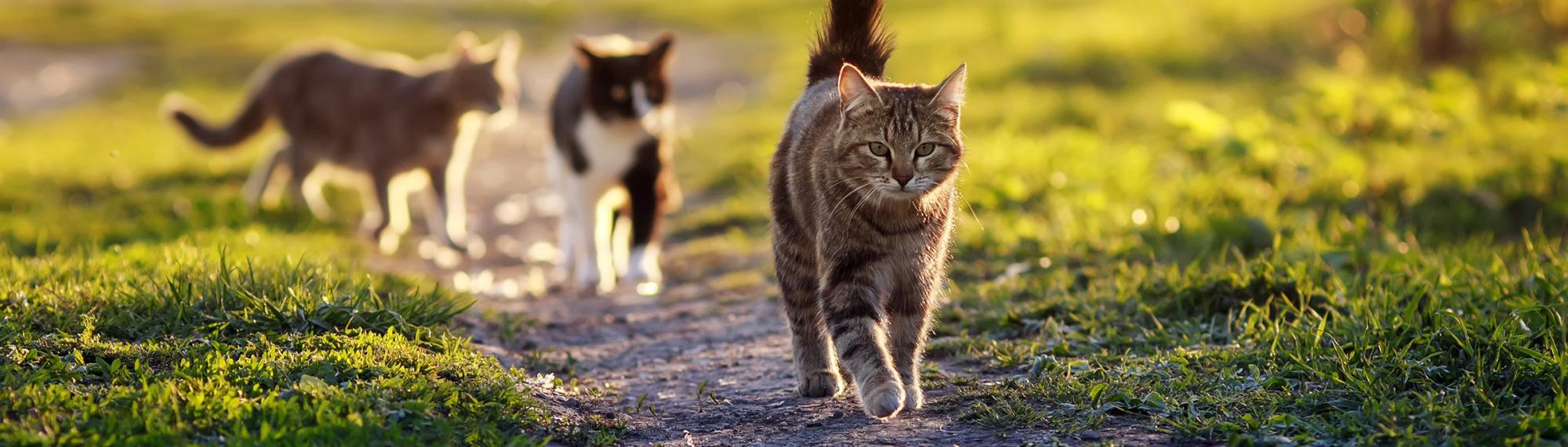 Informationen Und Tipps Zur Entwicklung Und Verhalten Von Katzen ...