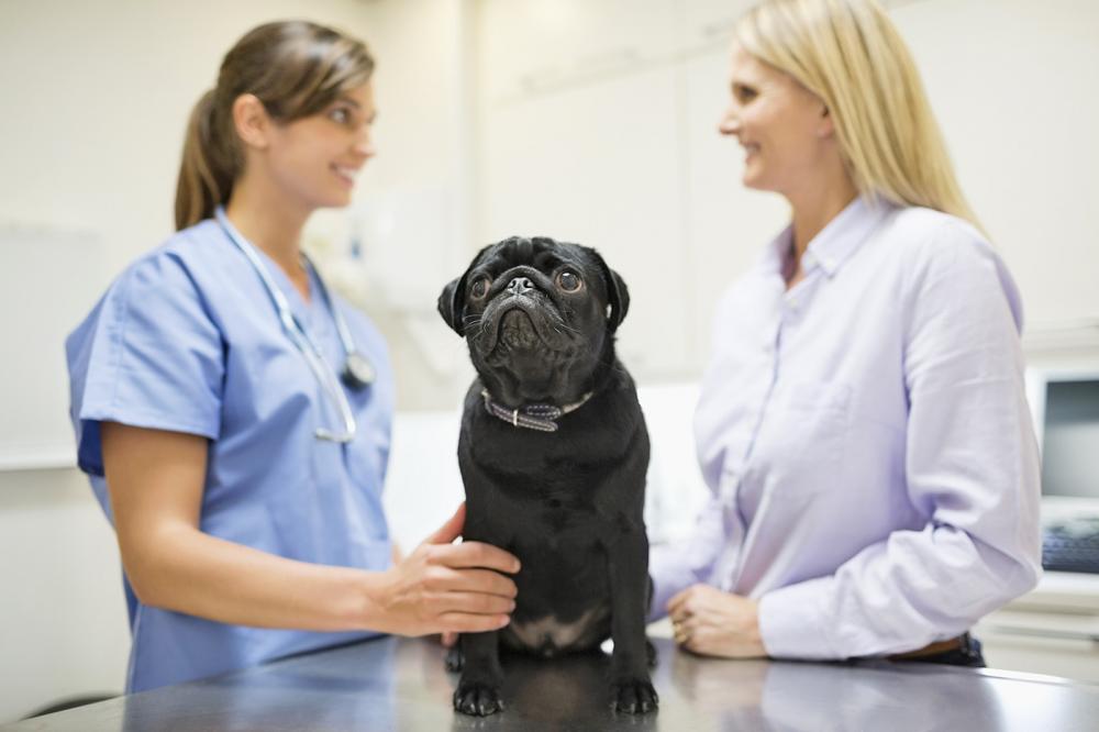 Rechtsfragen rund um den Tierarztbesuch  Petfinder Tiervermittlung