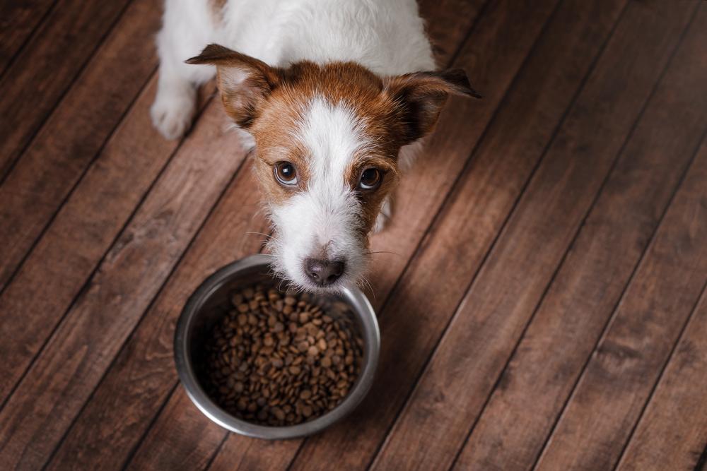 Futter und krankheitsbedingter Durchfall bei Hunden Petfinder